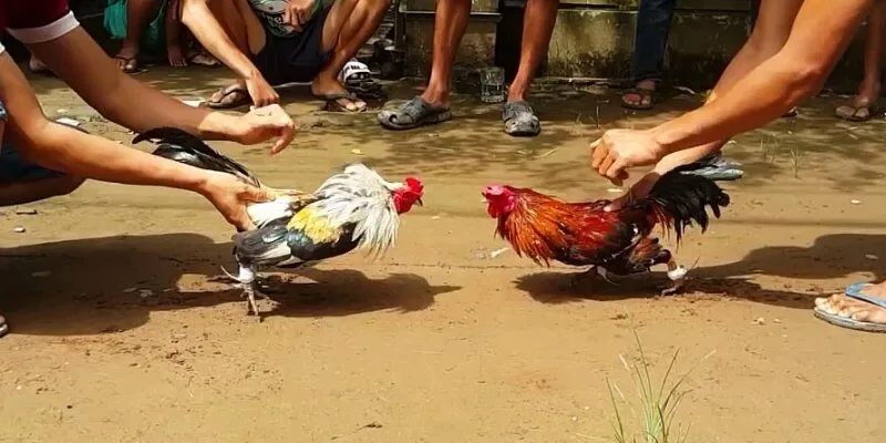Trận đấu đá gà căng thẳng với những pha ra đòn mạnh mẽ và chiến thuật tinh tế.